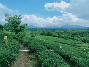 生兴荣光荣光绿茶