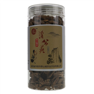 华山金蒲英蒲公英根茶