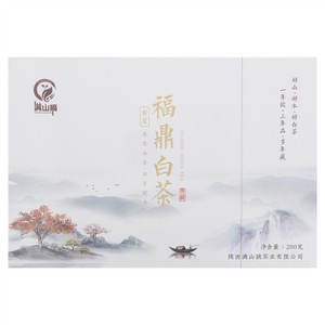 满山摘福鼎白茶