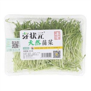 芽状元天然苗菜松柳苗