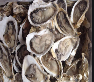 蓝海臻优鲜半壳海蛎子(冷冻)