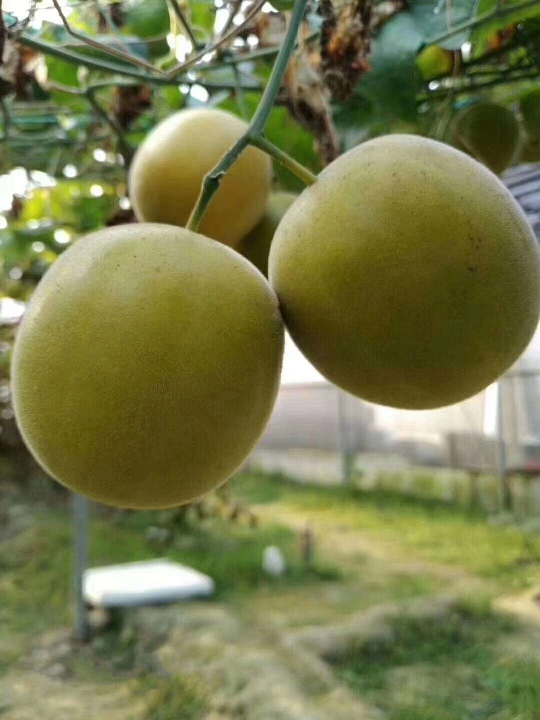 罗汉果脱水果