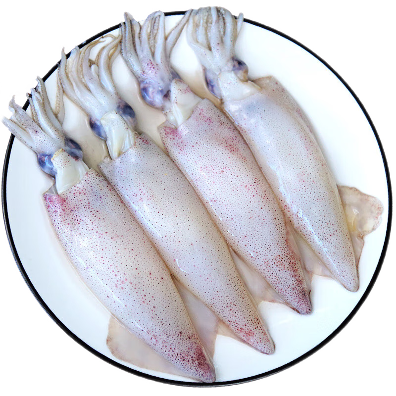 带籽笔管鱿鱼