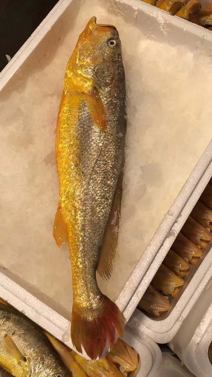 海均港条冻大黄花鱼